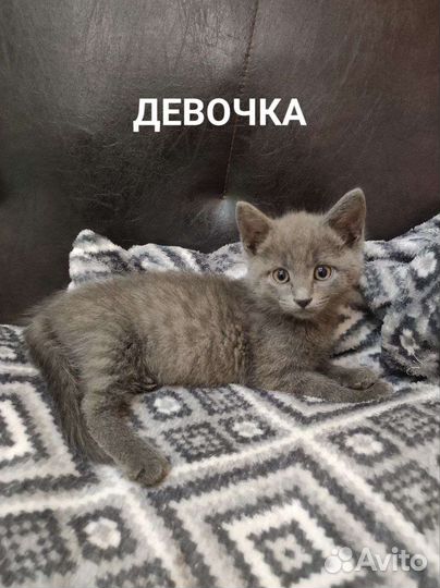 Кошка
