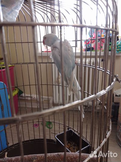 Ожереловый попугай (самка)