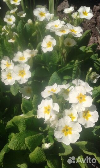 Многолетние цветы