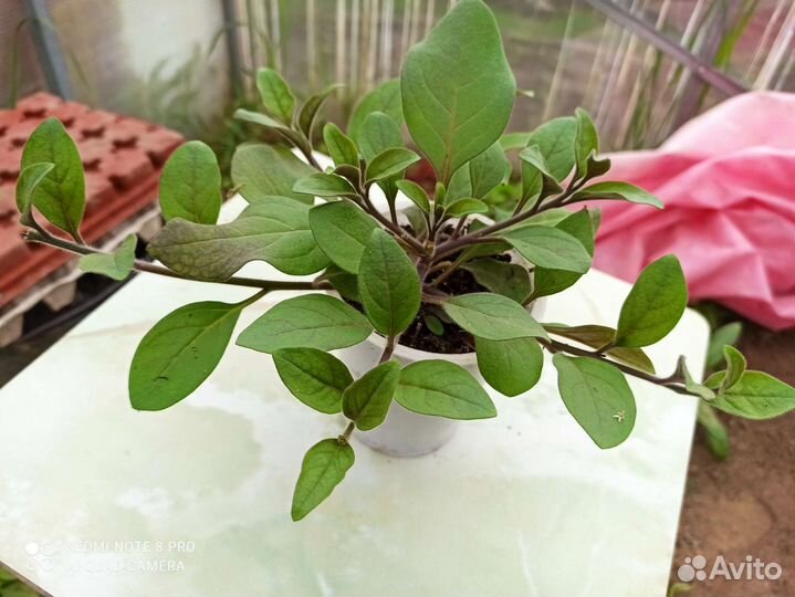 Рассада петунии