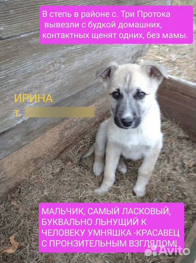 Щенок в добрые руки