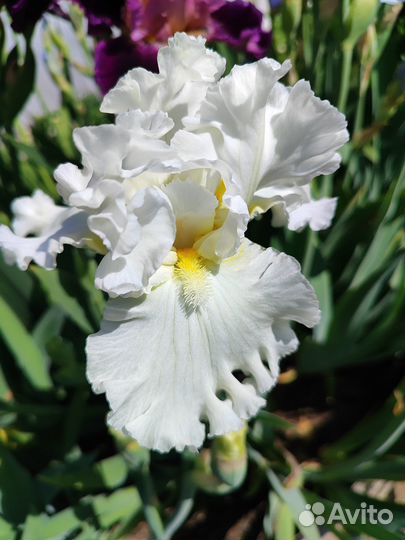 Предлагаем ирисы сортовые