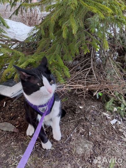 Кот вязка. Крысолов, привитый