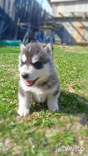 Щенки сибирской хаски