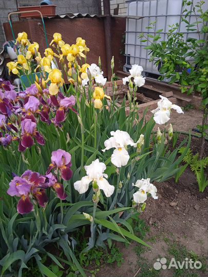 Домашние цветы