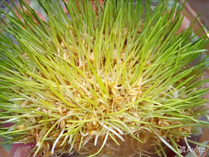 Проростки овёс горошек мадрас