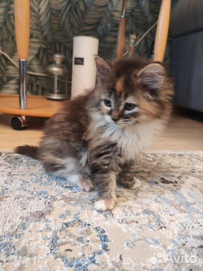 Котята