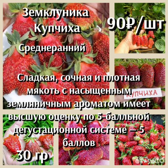 Земклуника Зкс