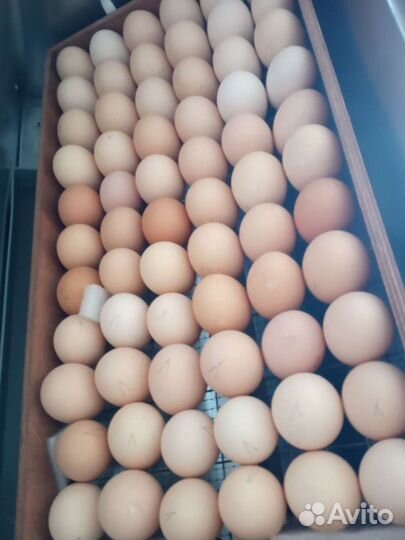 Московская черная инкубационное яйцо