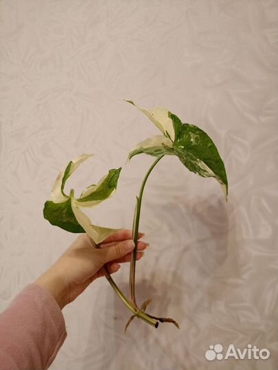 Сингониум, монстера