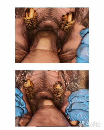 Ветеринарная помощь лошадям