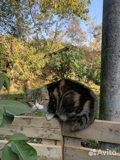 Кошки и коты стерилизованые