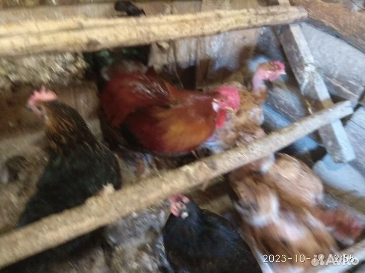 Куры петухи