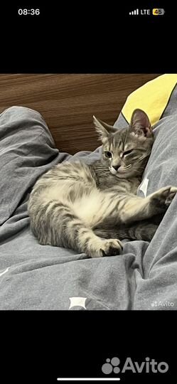 Кошка 5 месяцев