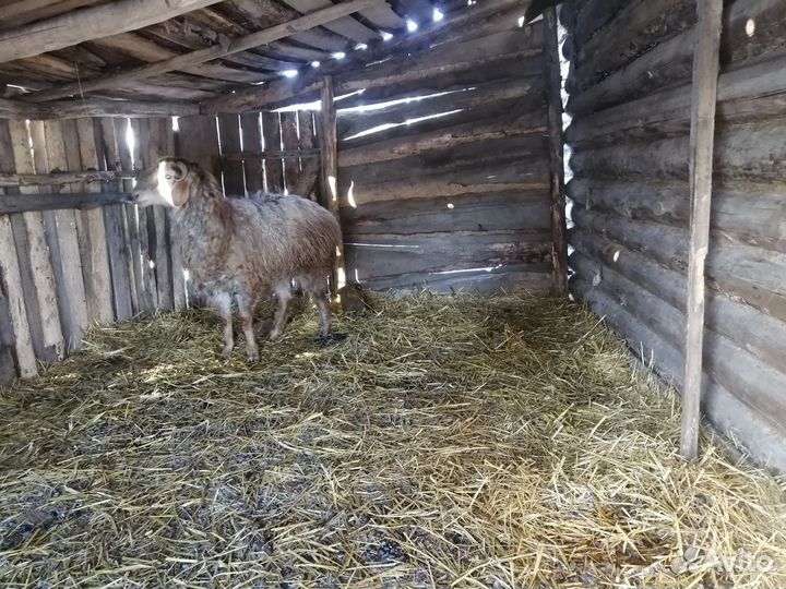 Овцы бараны ягнята