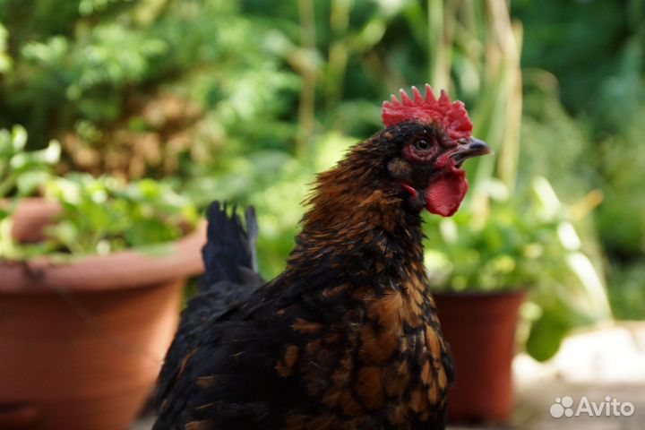 Петухи породистые