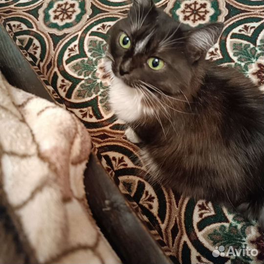 Кот и кошка