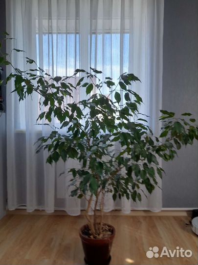 Фикус бенджамина