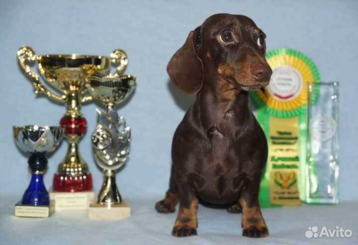 Кроличья такса кобель для Вязки РКФ