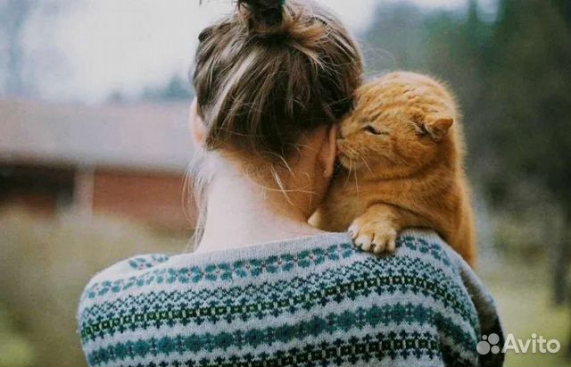 Передержка для бездомных кошек