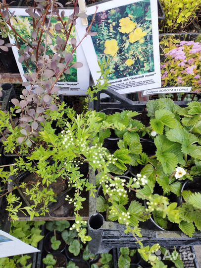 Саженцы декоративных кустарников