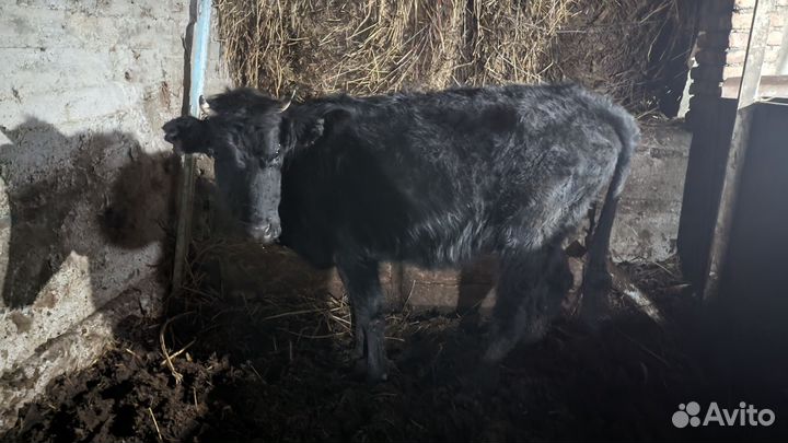 Телки стельные