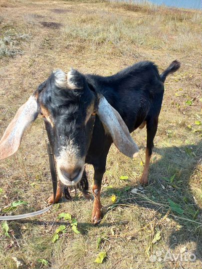 Вязка с Англо-нубийский козёл