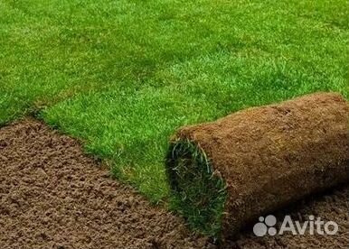 Укладка газона