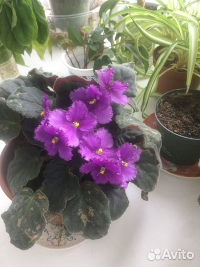 Комнатные цветы фиалки