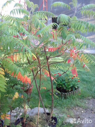 Сумах оленерогий