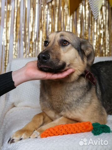 Спасите Брусничку из приюта