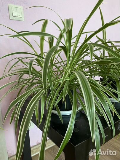 Хлорофитум