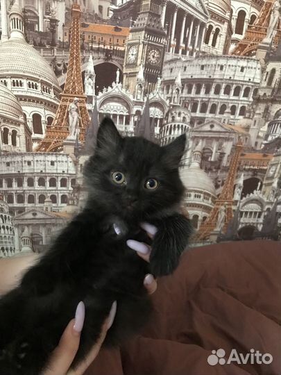 Котята отдам бесплатно