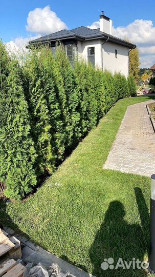 Туя Смарагд 200 см