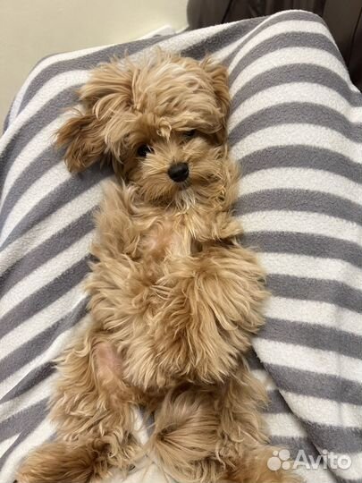 Собака для фотосессий мальтипу мини