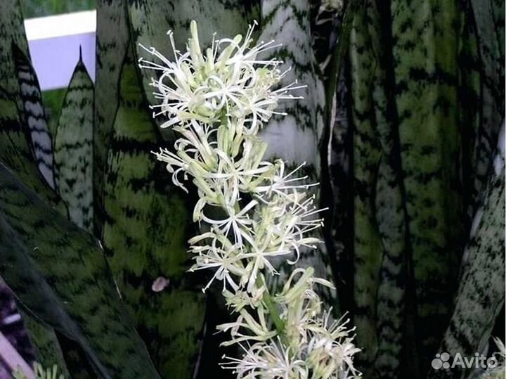 Сансевиерия.Тёщин язык.Щучий хвост. Тигровая лилия