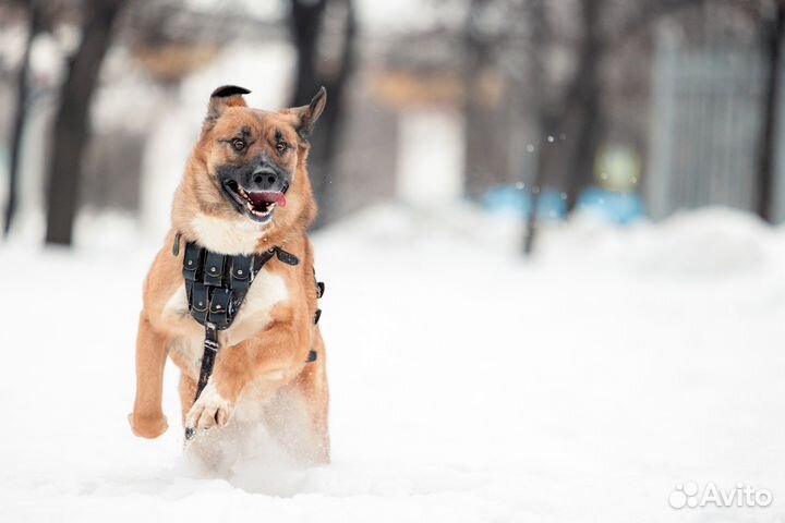 Собака в добрые руки