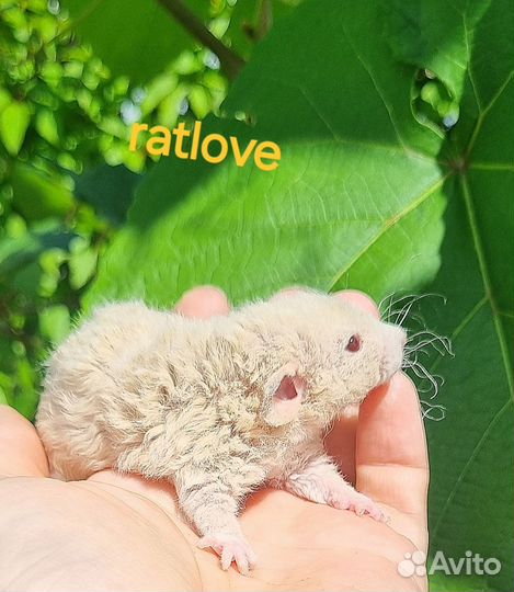 Крысята девочка кудряшка