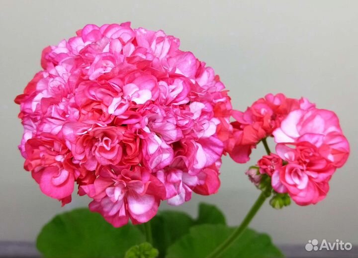 Большой выбор сортов пеларгонии герани