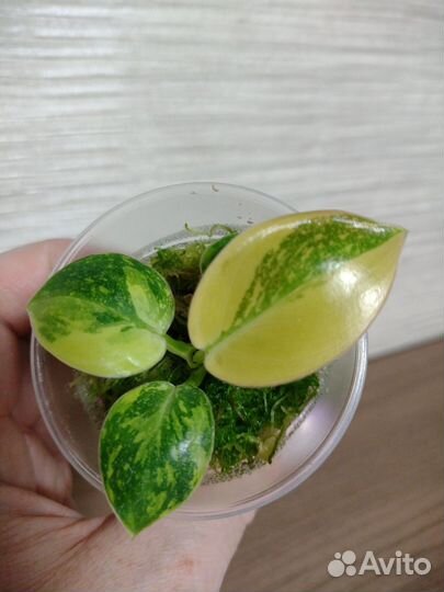 Филодендрон Конго Грин Марбл вар