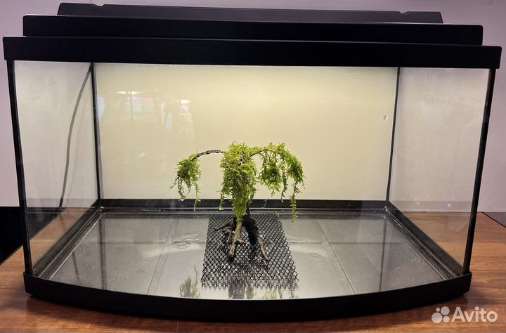 Аквариум Eheim 65л, Сом номерной L 066, 181, 201