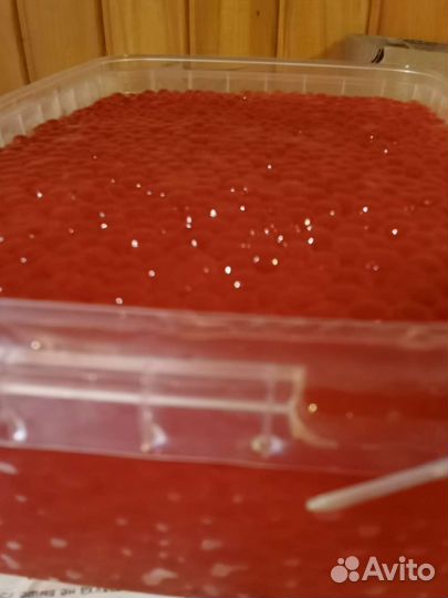 Красная икра 2023