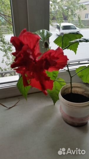 Вечнозеленый кустарник-комнатные цветущие розы