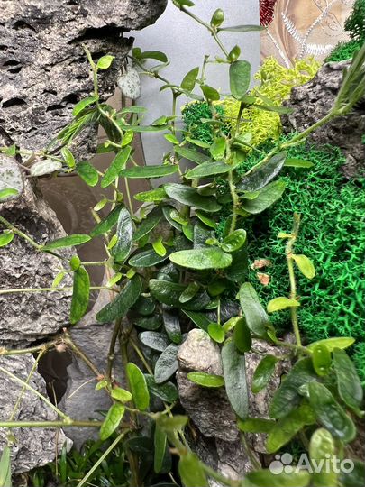 Фикусы,трава для флорариума
