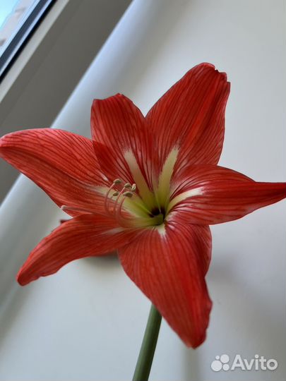 Гиппиаструм