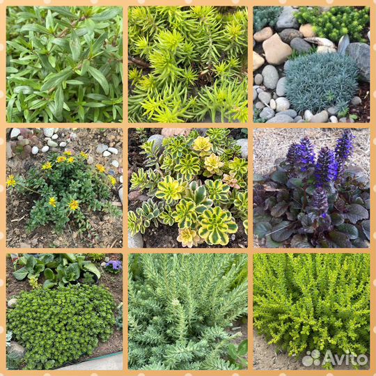 Многолетние садовые растения