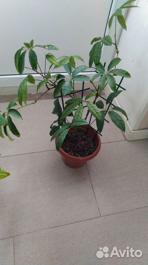 Тетрастигма, лиана