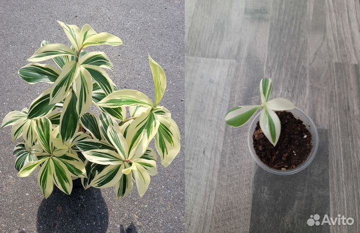 Комнатные растения