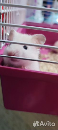 Сирийский хомяк