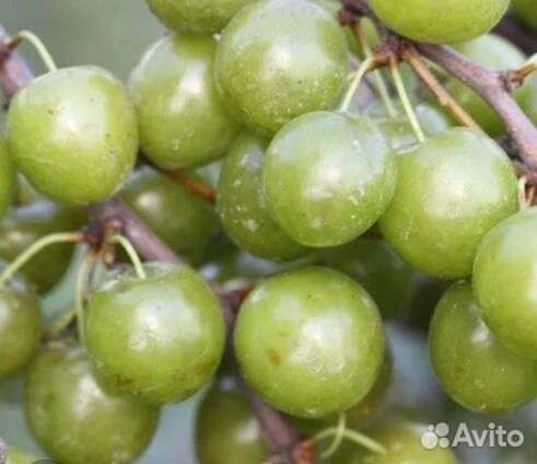 Вишня зелёноплодная: Пирамидальная, Зкс